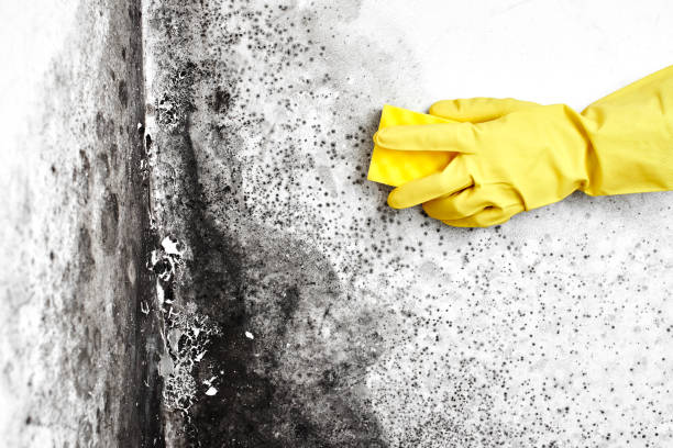 Best Local Mold Removal Service  in Camden, AR