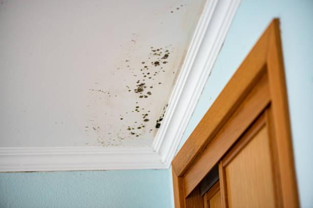 Best Mold Damage Repair  in Camden, AR