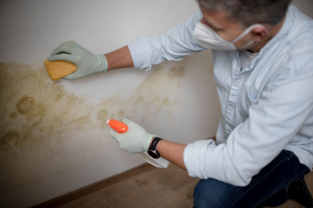 Best Same-Day Mold Removal  in Camden, AR