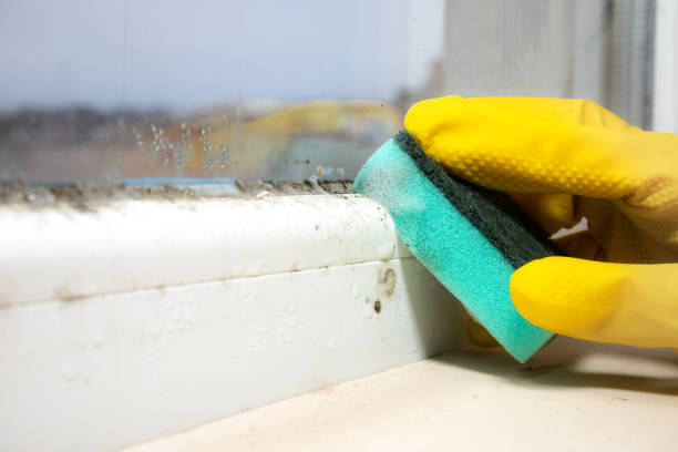 Best Office Mold Removal Services  in Camden, AR