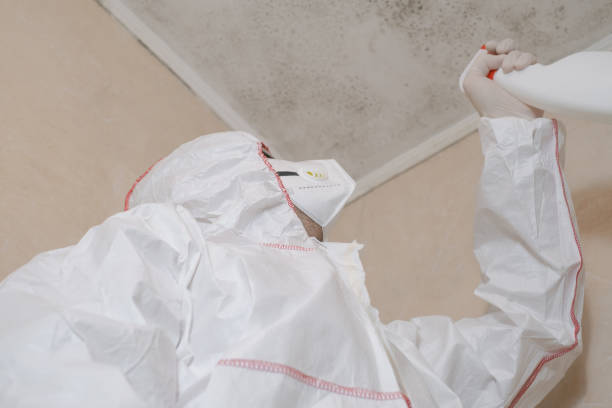 Mold Testing and Removal in Camden, AR