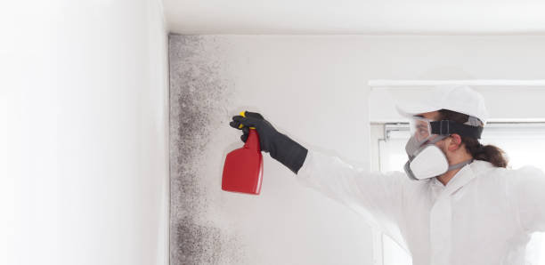 Best Mold Testing  in Camden, AR