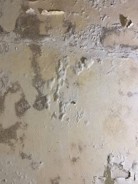 Best Mold Remediation  in Camden, AR