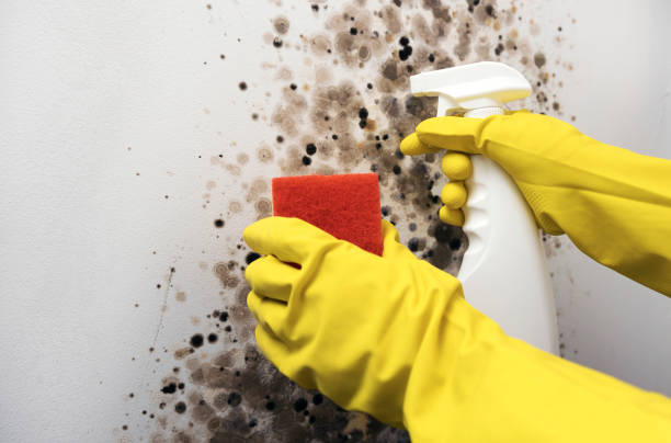 Office Mold Removal Services in Camden, AR