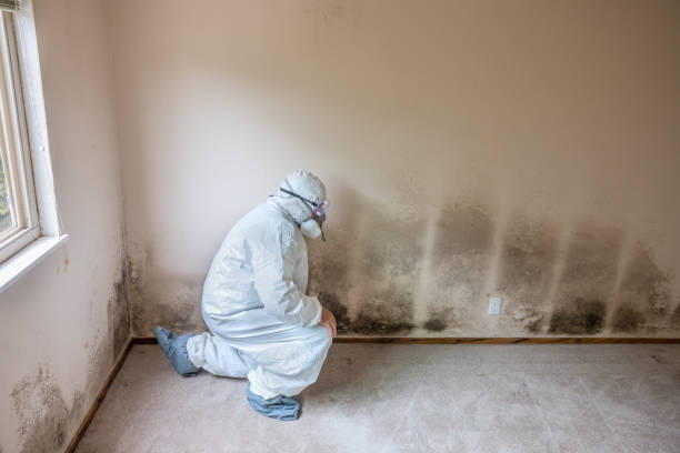 Best Mold Testing and Removal  in Camden, AR