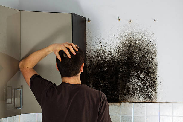 Best Certified Mold Removal  in Camden, AR